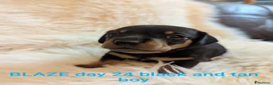 Miniature Dachshund Blaze