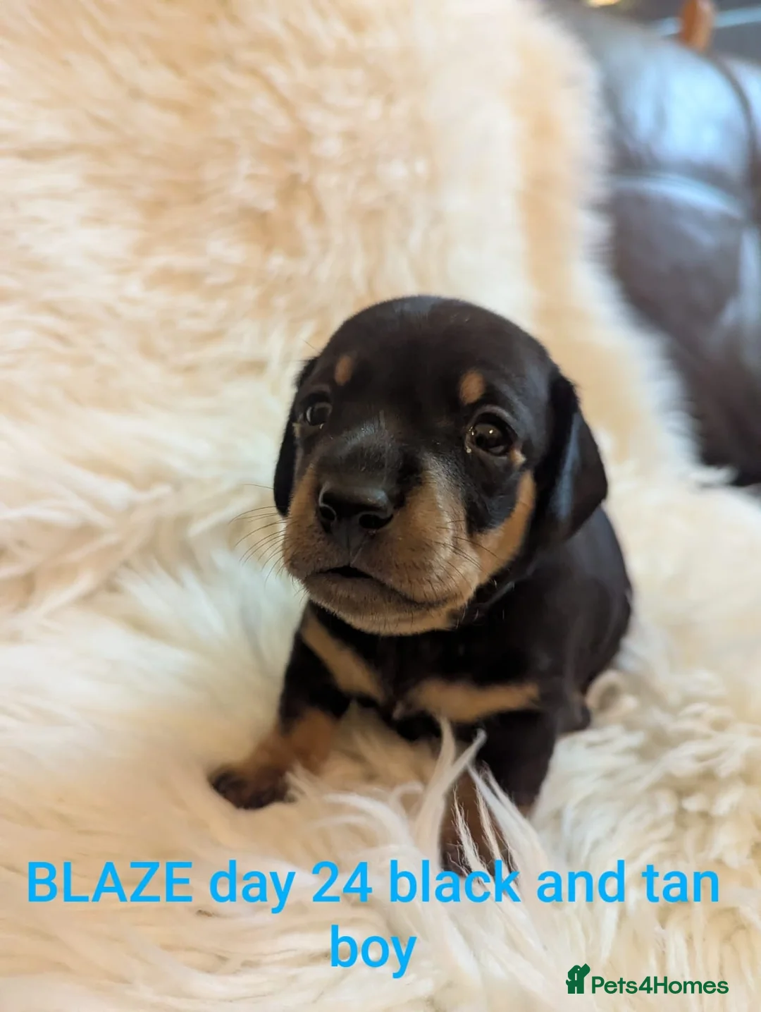 Miniature Dachshund dogs for sale: KC Reg Mini Dachshund Puppies –Loving Homes Only!  - Advert 19