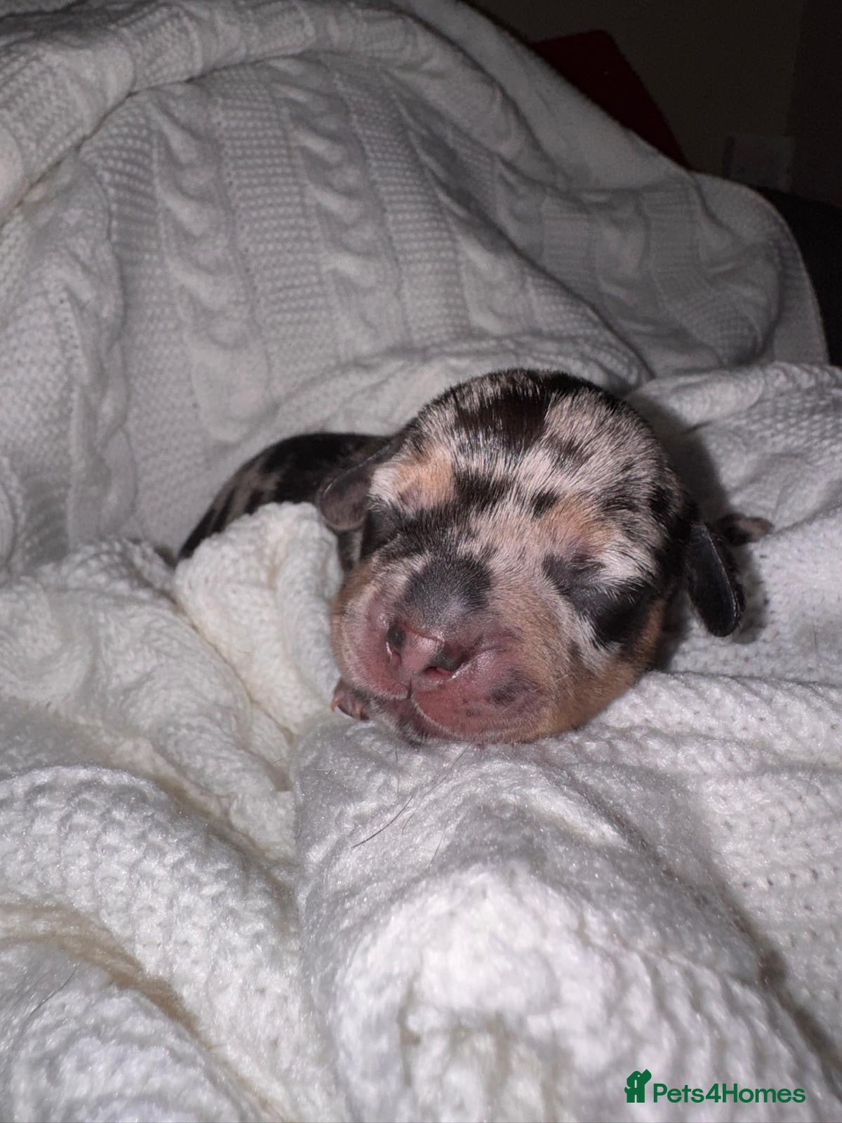 Mixed Breed dogs beautiful miniature daschunds X frenchie - Advert 1