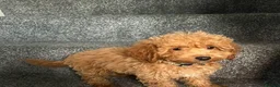 Cockapoo dogs for sale: Cockpoo - Advert 8