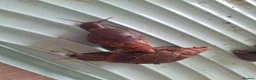 Snails invertebrates for sale: 8 african land snails about 3 inches - Advert 7