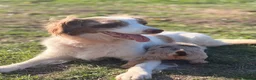 Mixed Breed dogs for sale: Beautiful Cocker X pups  - Advert 5