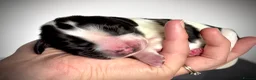 English Springer Spaniel dogs for sale: KC Registered English Springer Spaniel puppies - Advert 1