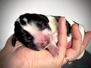 English Springer Spaniel dogs KC Registered English Springer Spaniel puppies - Advert 16