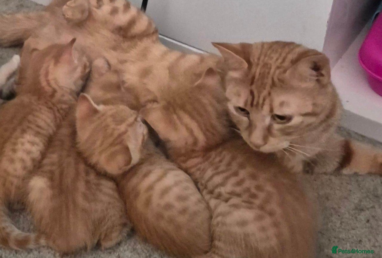 Mixed Breed cats 3 Adorable Ginger Kittens – 6 Weeks Old 🐱 in Dagenham - Advert 1
