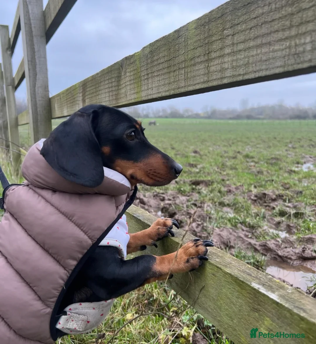 Dachshund dogs for sale: Our Dachshund Willow- Please read the full text.  - Advert 2