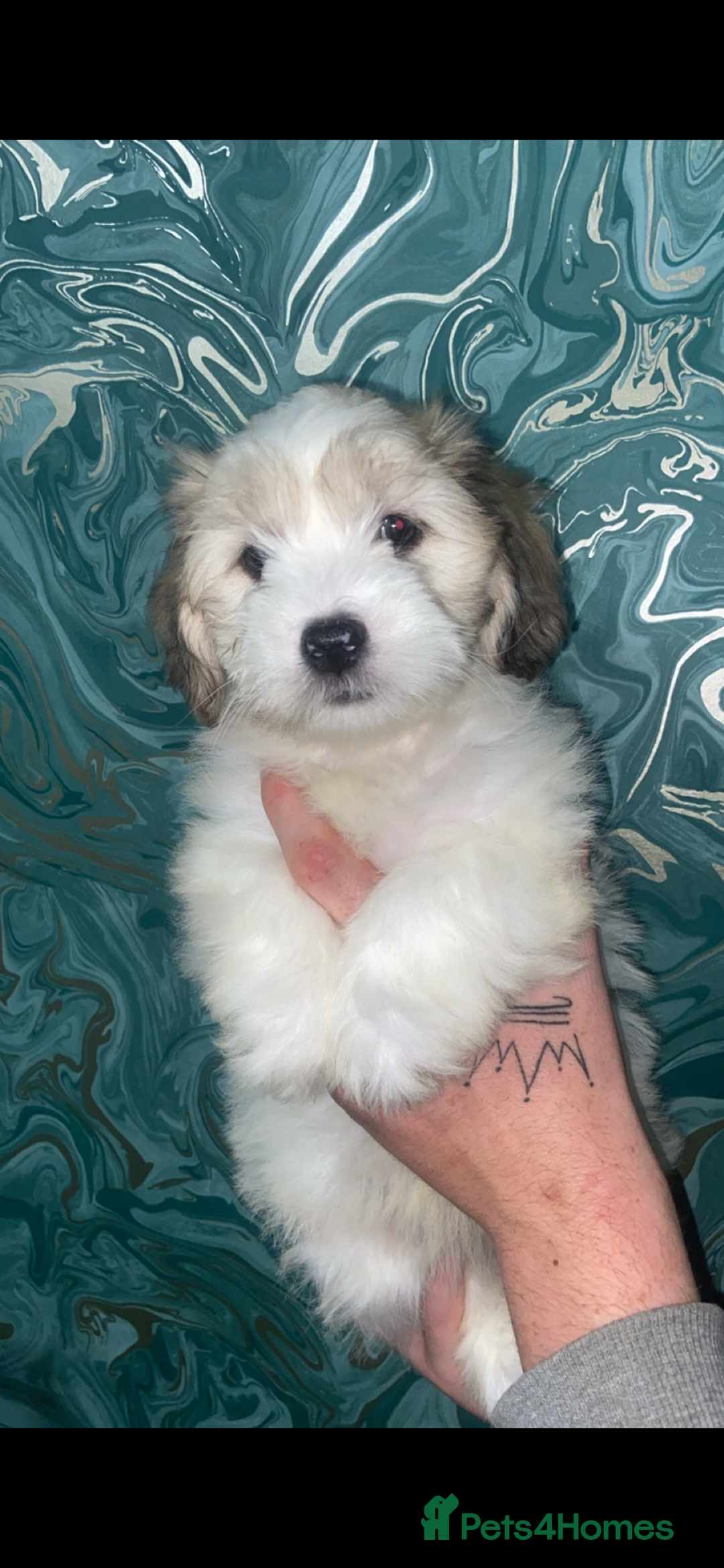 Lhasapoo dogs for sale: Lhasapoo puppies - Image 1