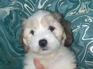 Lhasapoo dogs - Advert 2