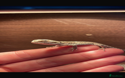 Bearded Dragon reptiles for sale: Baby bearded Dragons  - Image 1