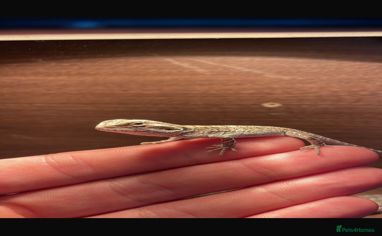Bearded Dragon reptiles - Advert 1