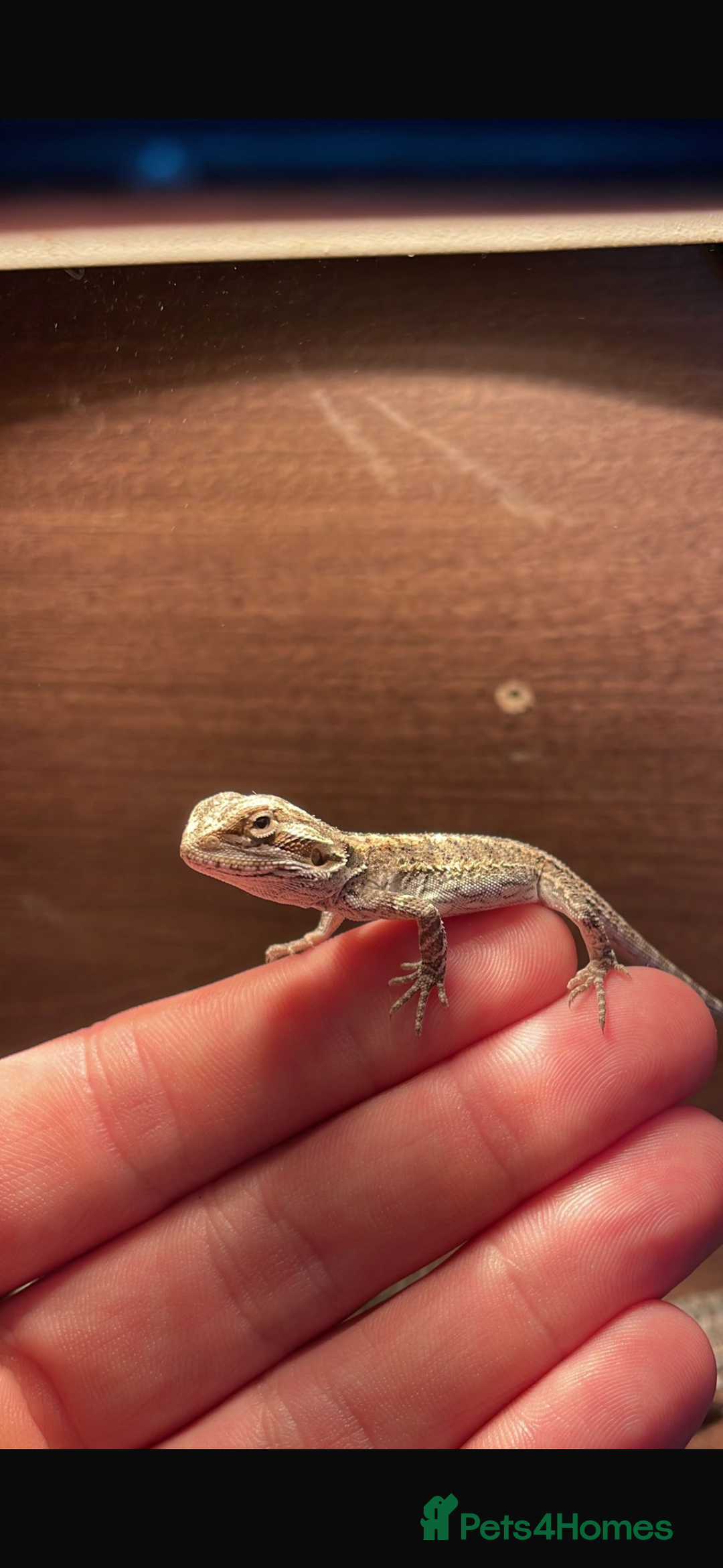 Bearded Dragon reptiles for sale: Baby bearded Dragons  - Image 1