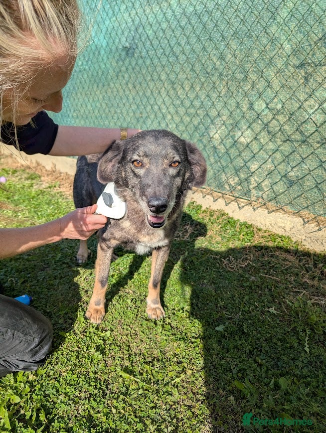 Mixed Breed dogs Flower for adoption - Advert 1