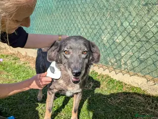 Mixed Breed dogs Flower for adoption - Advert 1