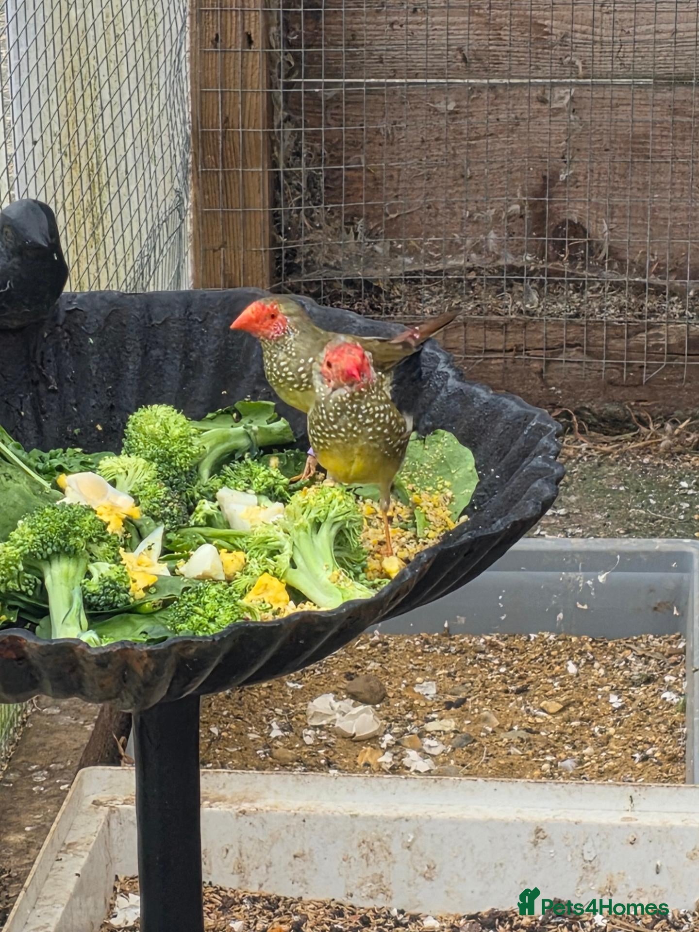 Mixed Breed birds  Star, Gouldians, Grass Finch and canaries - Advert 3