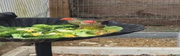 Mixed Breed birds for sale:  Star, Gouldians, Grass Finch and canaries - Advert 1