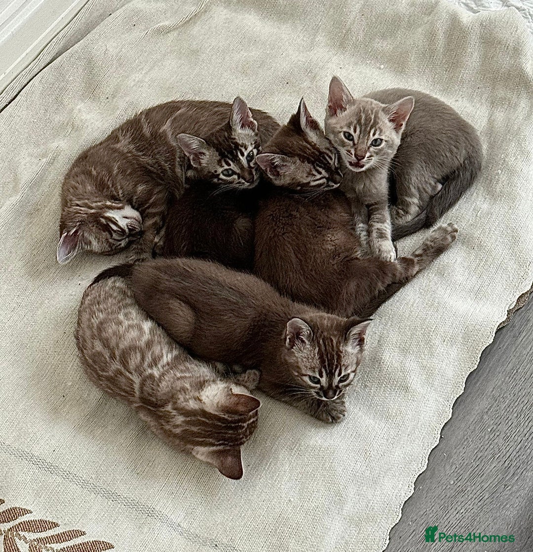 Bengal cats for sale: Pure Bengal kittens ready to go - Advert 21