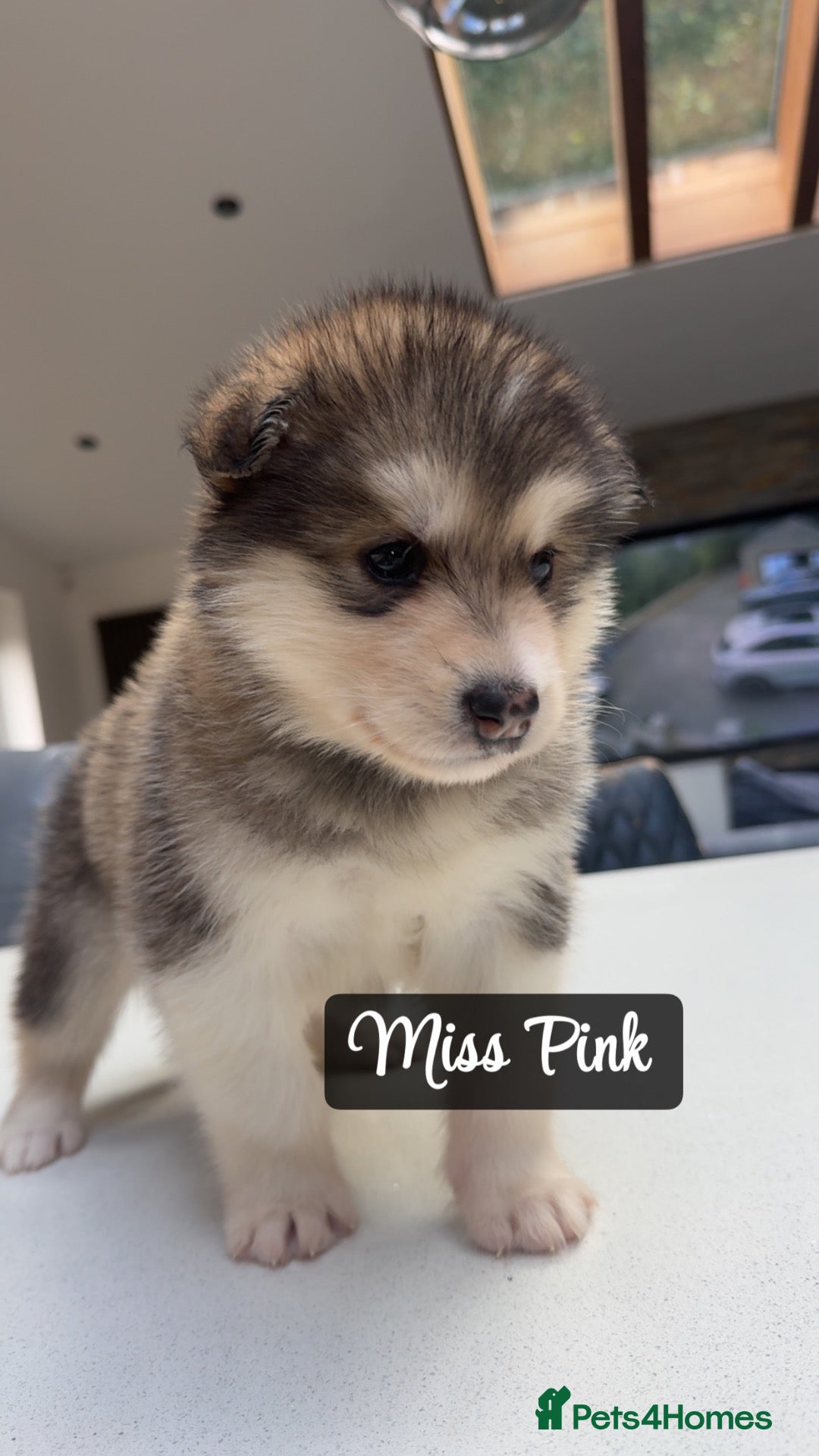 Alaskan Malamute dogs Behaviourist Raised Malamute Champion Line Pups  - Advert 2