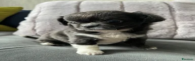 Chihuahua 3