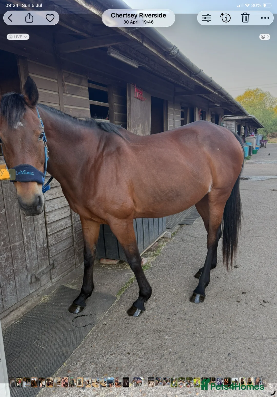 Other Breed horses for sale: Dark bay mare - Advert 7