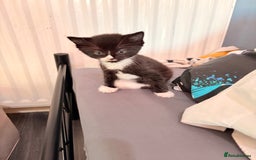 Abyssinian cats for sale: Two boy kittens  - Image 5