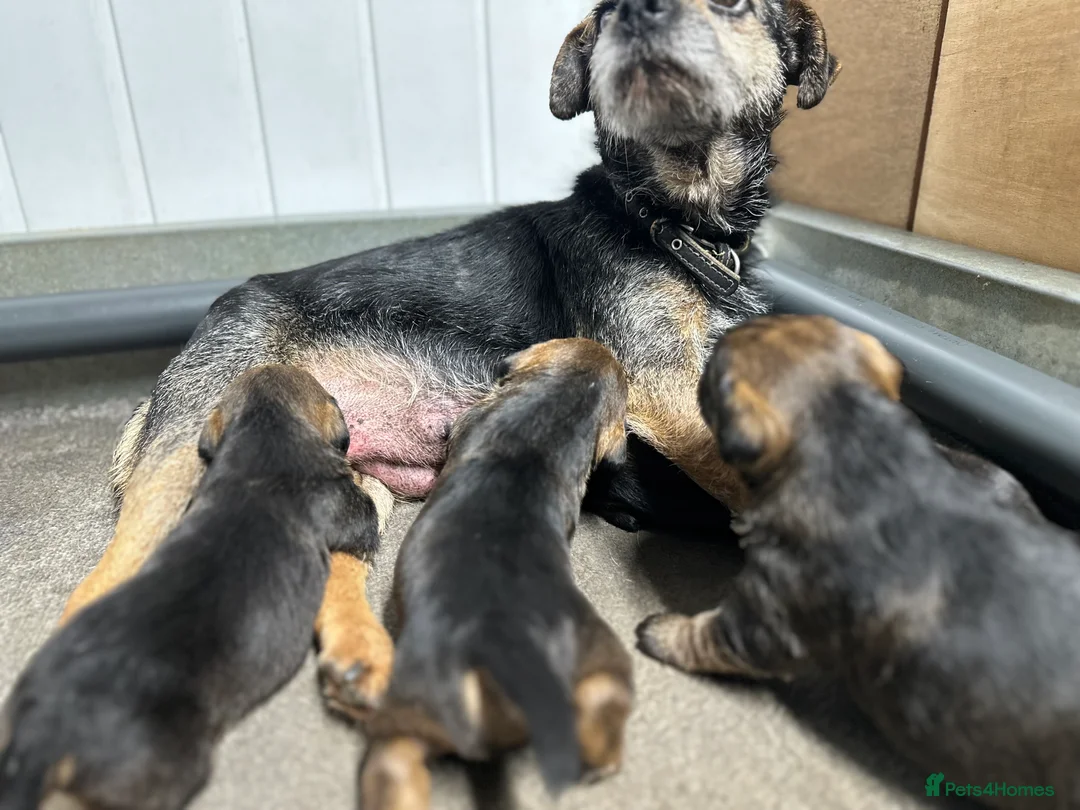 Border Terrier dogs for sale: KC Border Terrier Puppies - Advert 3