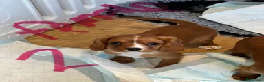 Cavalier King Charles Spaniel 5