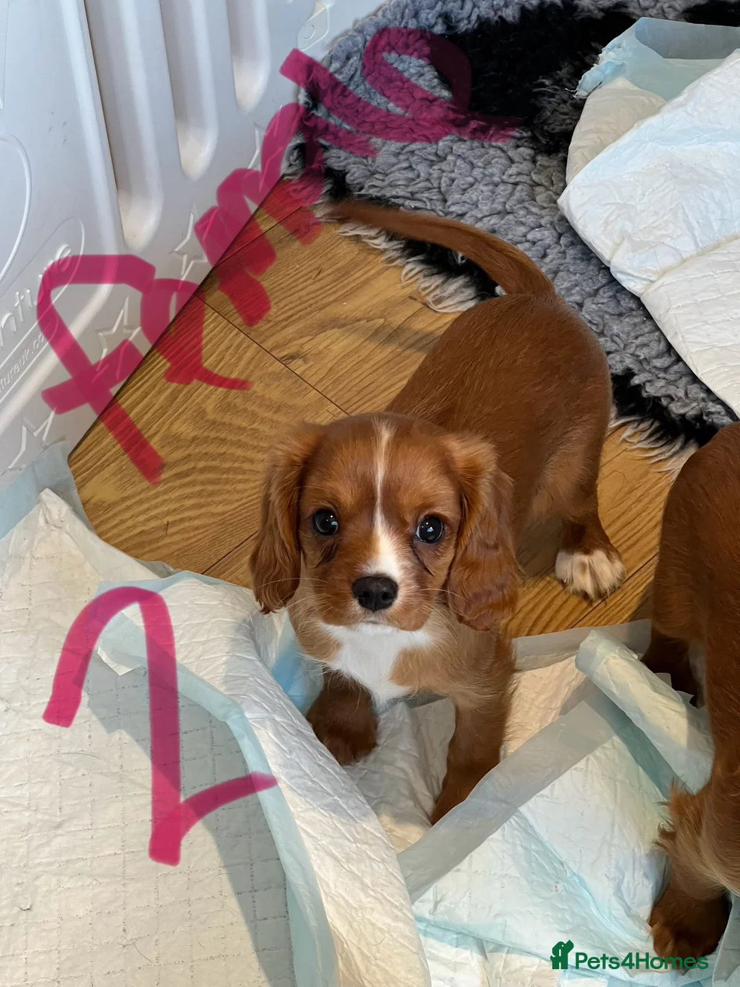 Cavalier King Charles Spaniel dogs for sale: KC REG HEALTH TESTED CAVALIER PUPPIES - Advert 12