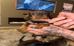 Dachshund dogs for sale: 2 beautiful wirehair dachshund (teckel) pups left - Image 7