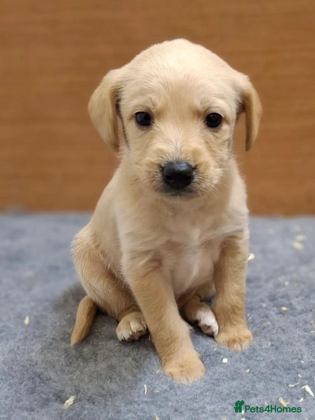 Mixed Breed dogs for sale: Miniature labradoodle X Whippet Puppies - Advert 6