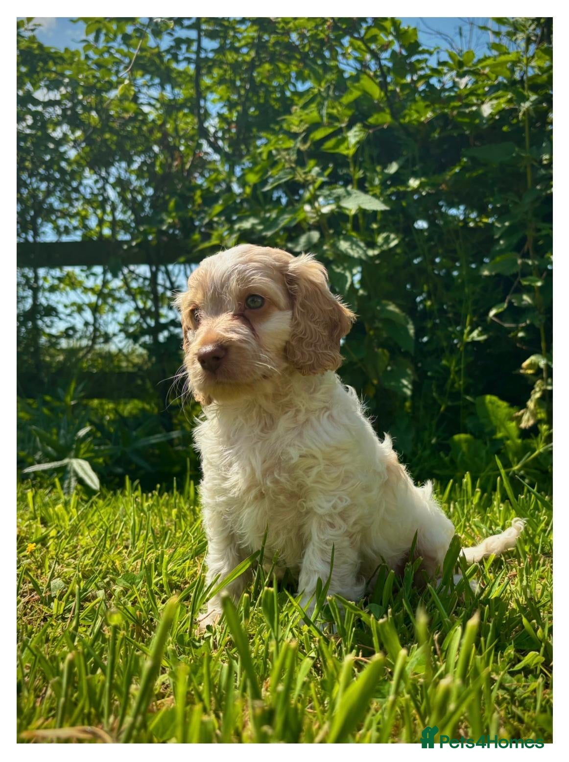 Cockapoo dogs Beautiful Health Tested F1 Cockapoo Puppies - Advert 1