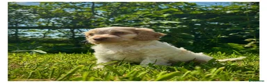 Cockapoo Puppy 4