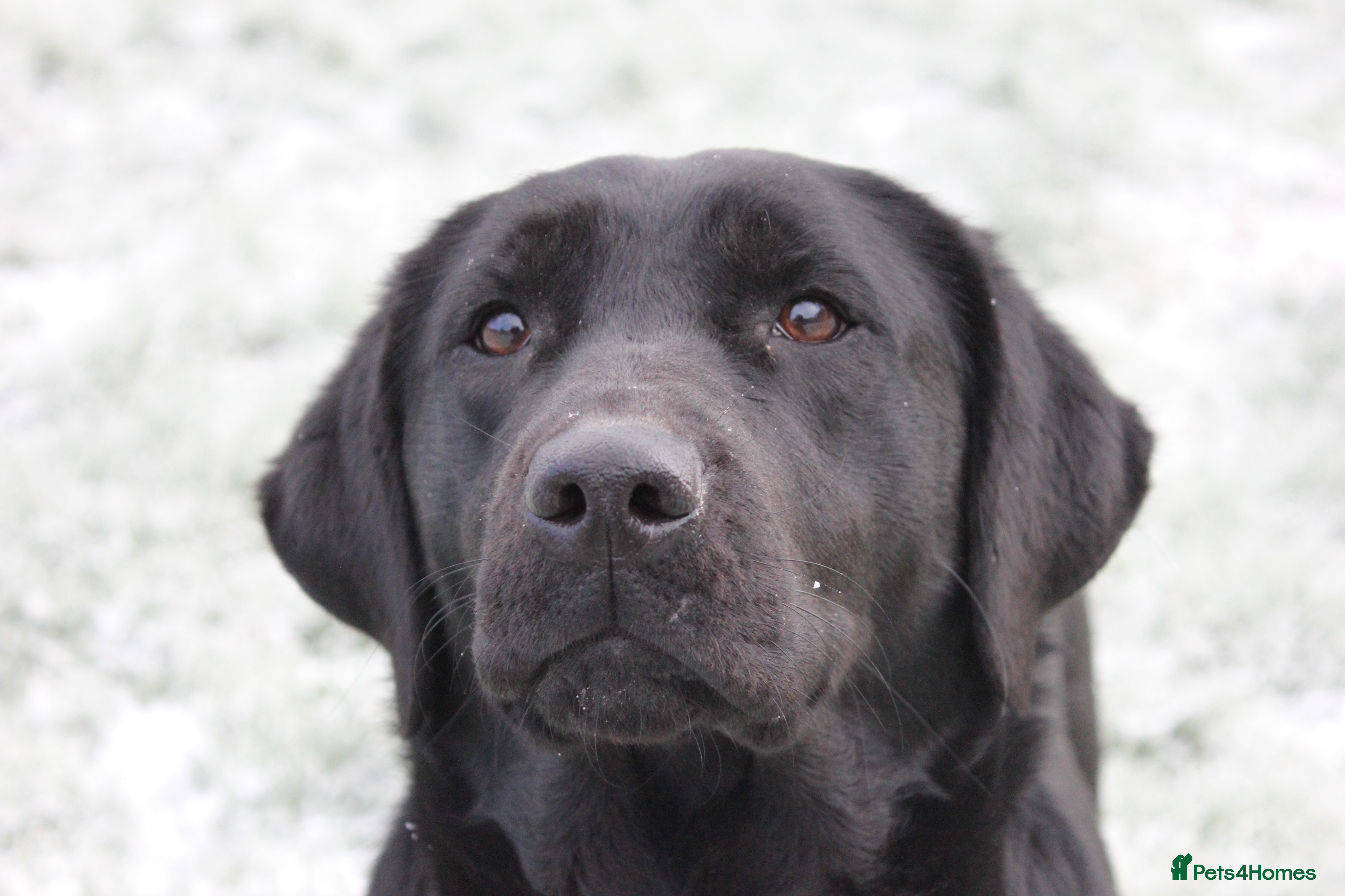 Labrador Retriever dogs Traditional Stocky Labrador Puppies due 2nd March - Advert 3