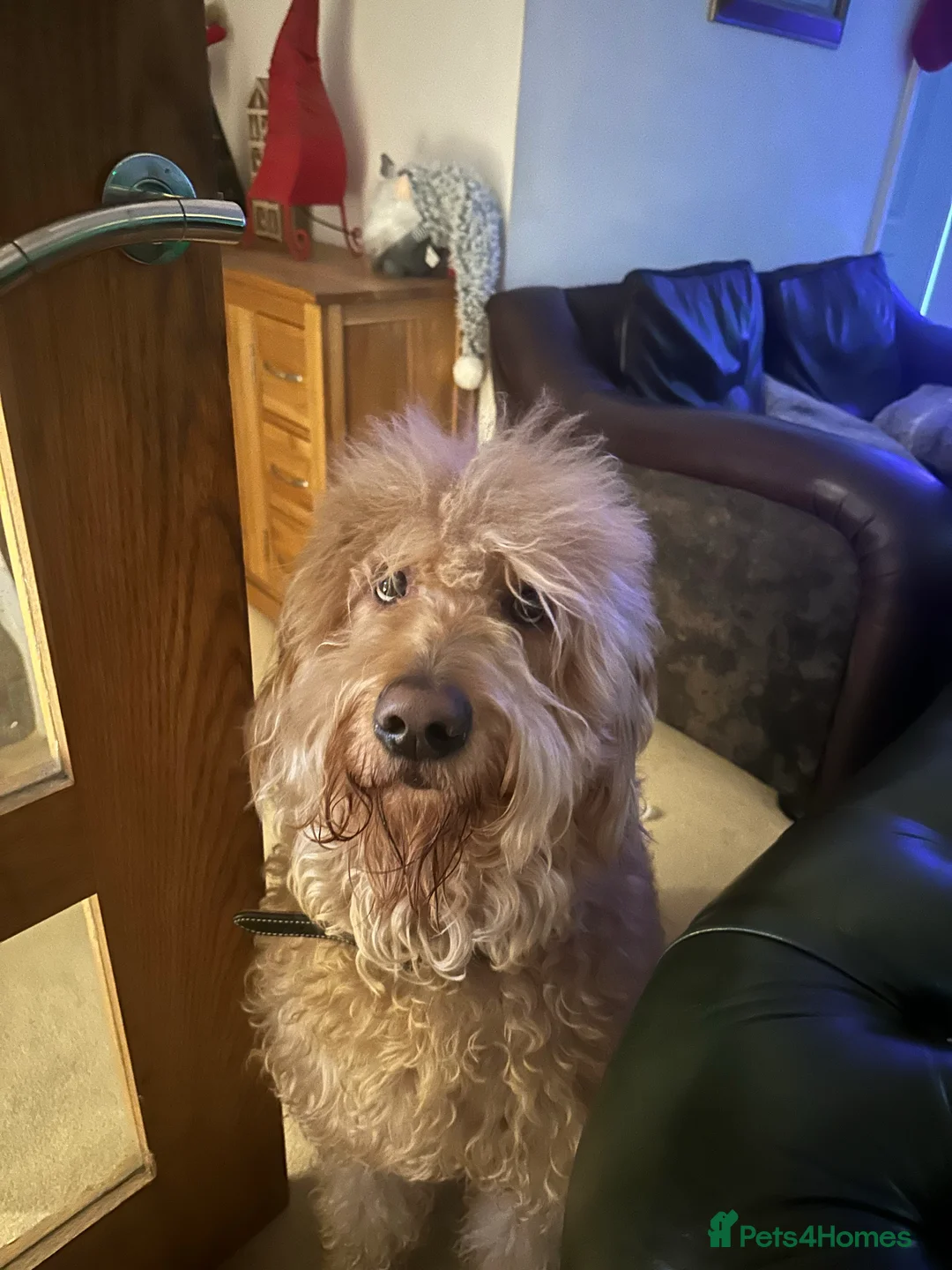 Labradoodle dogs for stud: F1 Labradoodle For Stud. in Reading - Advert 4