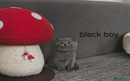 British Shorthair cats for sale: British Shorthair (last girl left) - Image 18