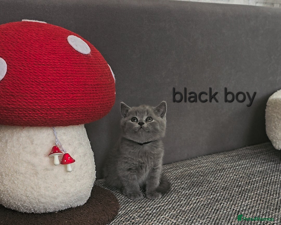 British Shorthair cats for sale: British Shorthair (last girl left) - Image 18