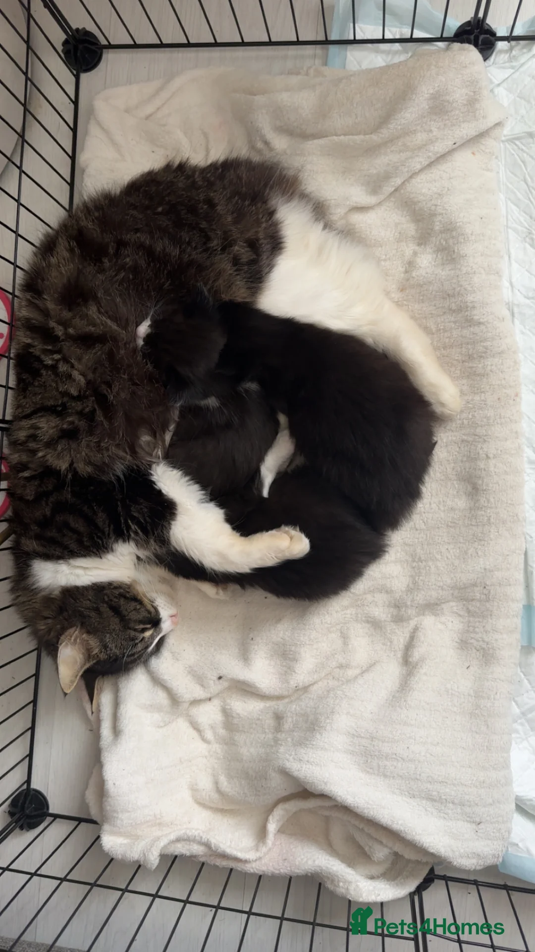 Mixed Breed cats for sale: Kittens for Sale - Advert 8