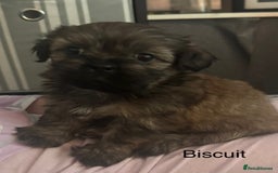 Shih Tzu dogs for sale: Shih tzu  - Image 30