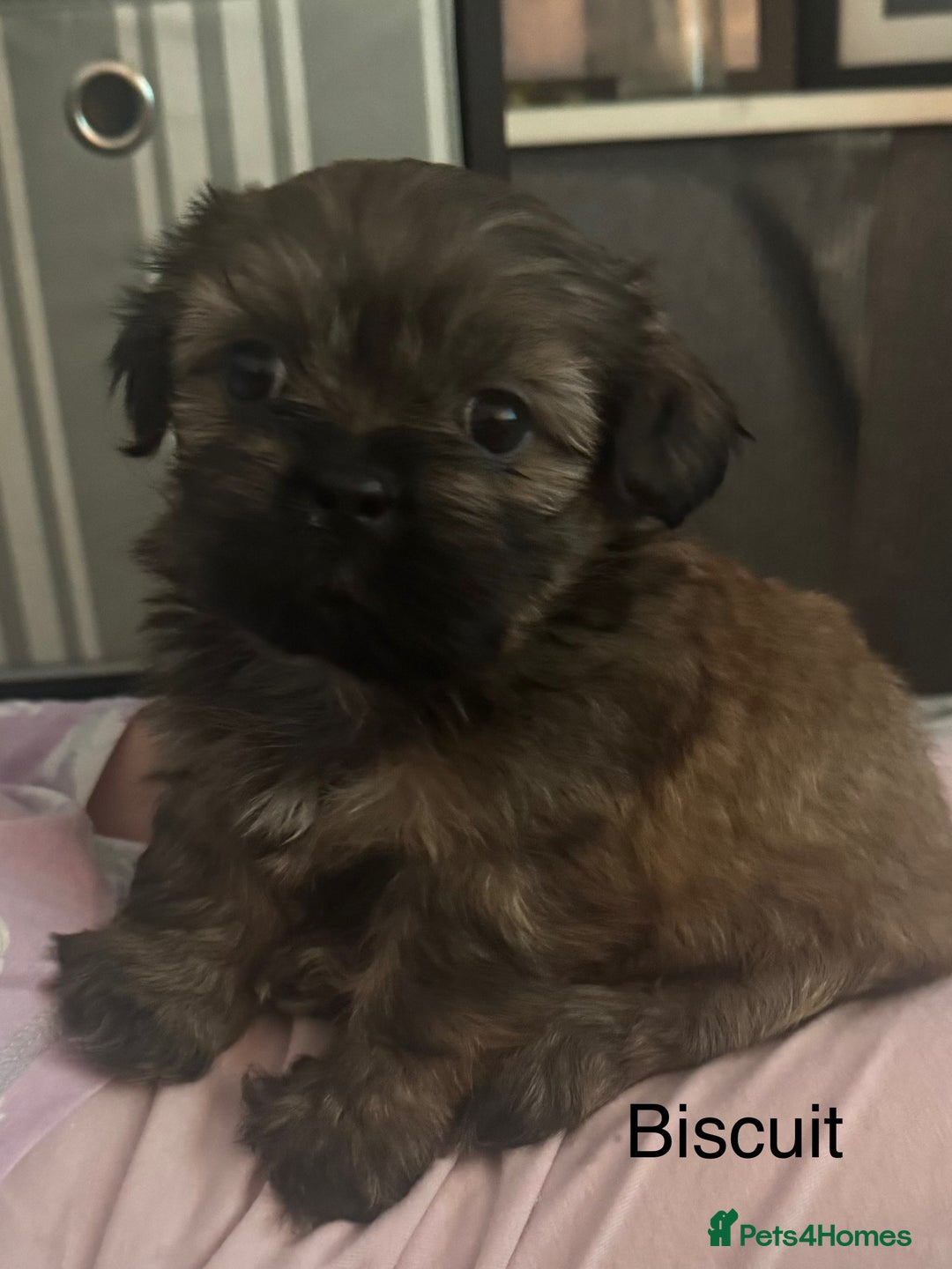 Shih Tzu dogs for sale: Shih tzu  - Image 30