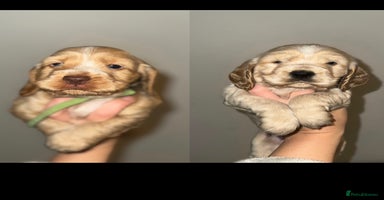 Cocker Spaniel dogs Outstanding KCshow cocker spaniels simbawood lines - Advert 6