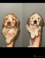 Cocker Spaniel dogs Outstanding KCshow cocker spaniels simbawood lines - Advert 4