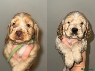 Cocker Spaniel dogs KC show cocker spaniels- simbawood lines - Advert 5