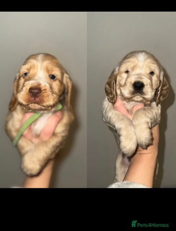 Cocker Spaniel dogs KC show cocker spaniels- simbawood lines - Advert 5