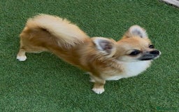 Chihuahua dogs for sale: Gorgeous Longcoat little boy - Image 7
