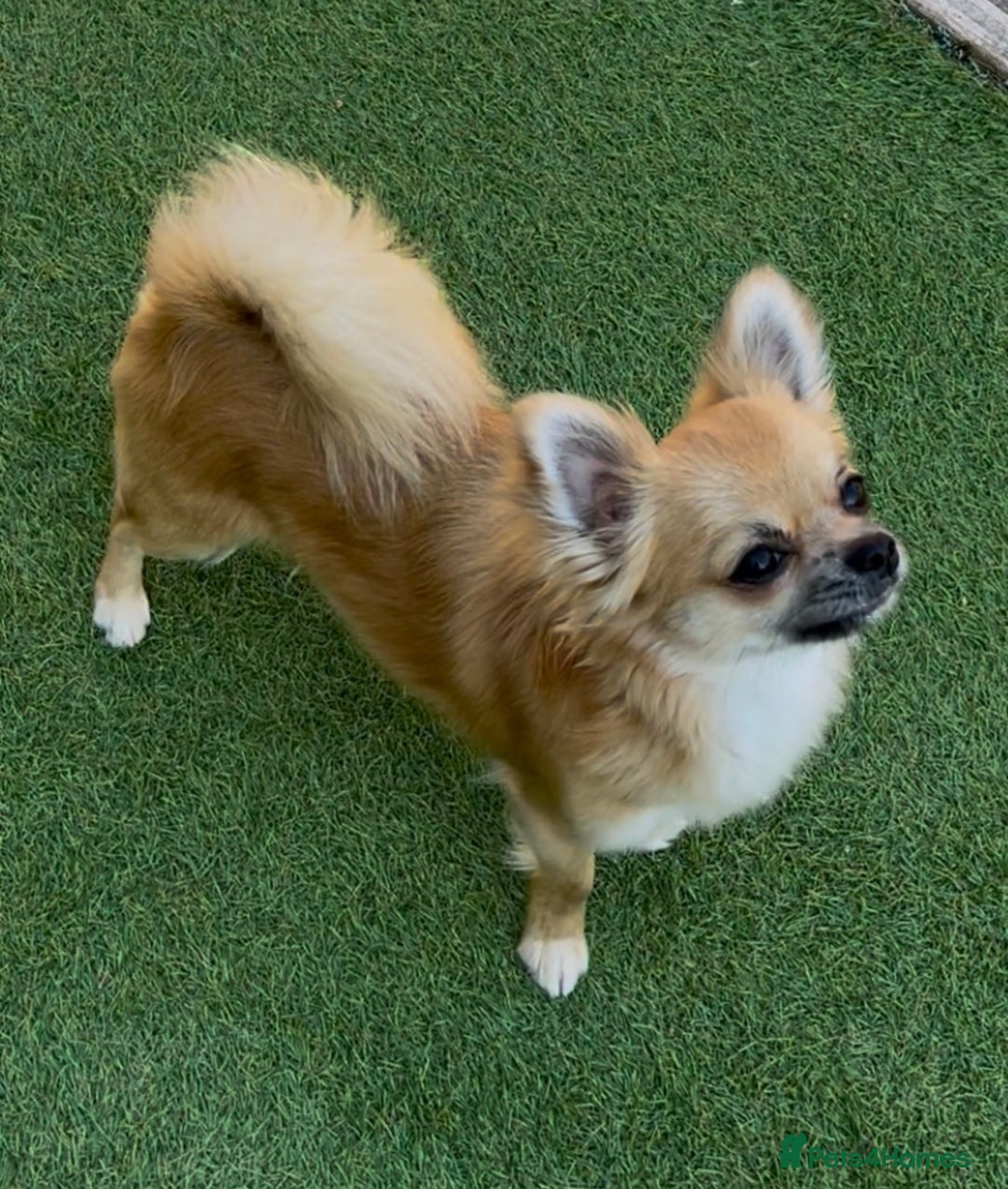 Chihuahua dogs for sale: Gorgeous Longcoat little boy - Image 7