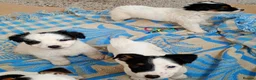Jack Russell dogs for sale: Jack russell puppies ready now  in Badminton - Advert 5
