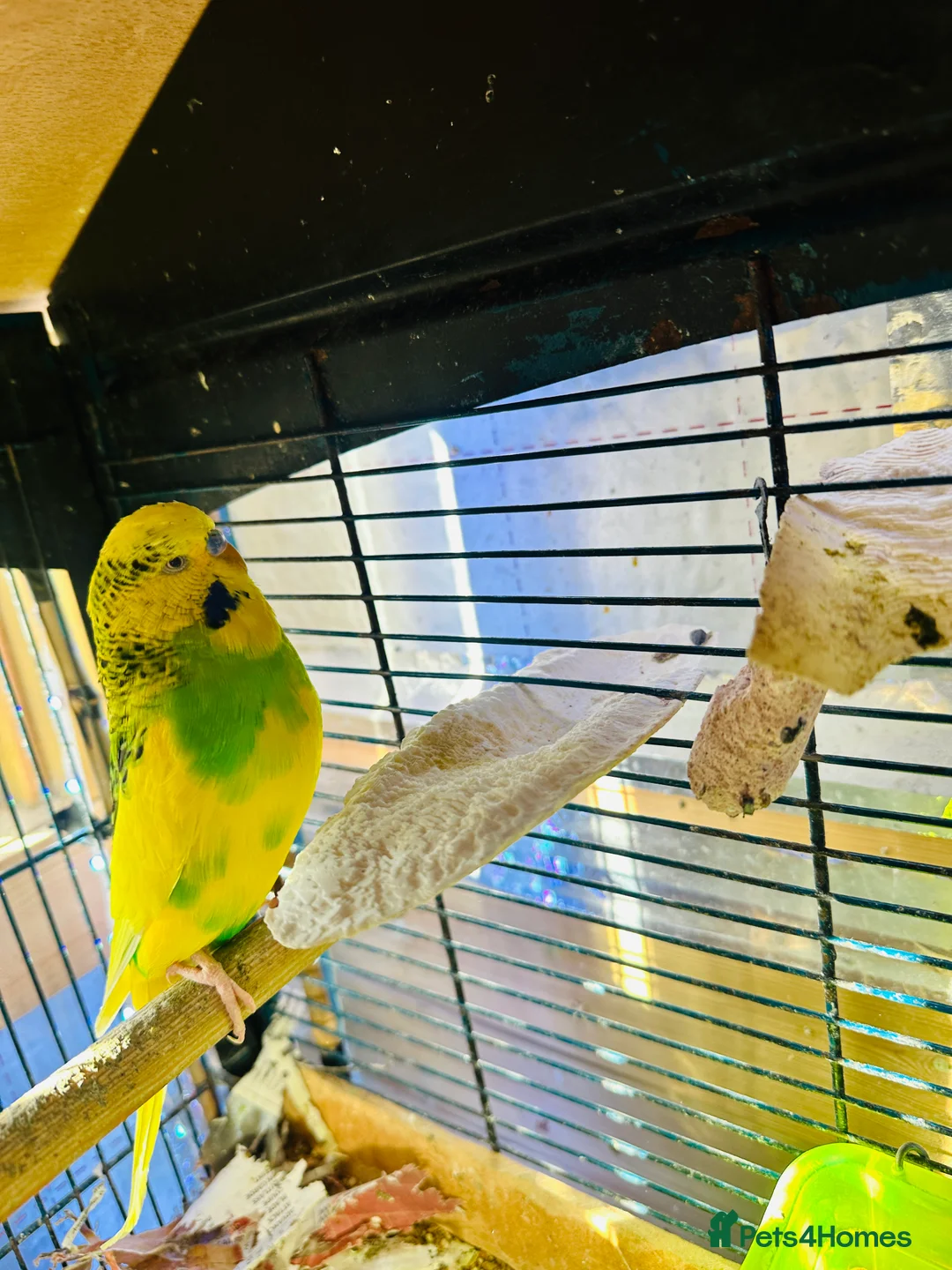 Budgerigars birds for sale: Budgie Bird Male - Advert 6