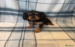 Cavalier King Charles Spaniel dogs for sale: 4 stunning B&t chocolate carrier cavaliers - Image 11
