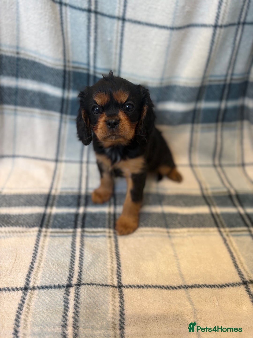Cavalier King Charles Spaniel dogs for sale: 4 stunning B&t chocolate carrier cavaliers - Image 11