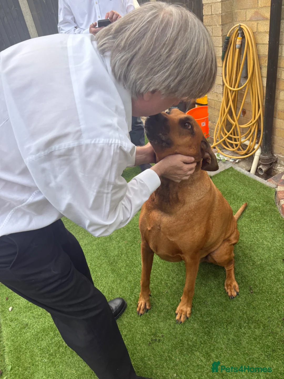 Dobermann dogs for sale: Bruce - Advert 2
