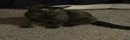 Mixed Breed cats for sale: black  - Advert 2